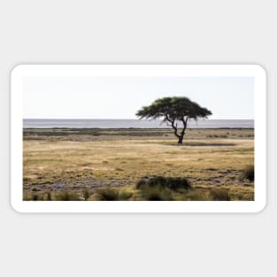 Acacia tree. Sticker